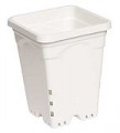 Square White Pot - 7"