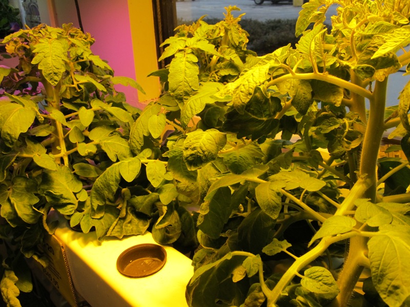 store-pics-4-13-11-017.jpg Tomato Plants grown with Cyco Flower Nutrients