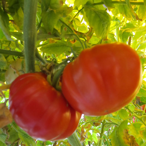cycotomato1.jpg cycotomato1.jpg