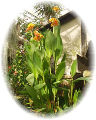 Hydroponics Gardening Supplies