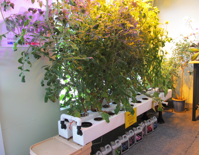 tomatoes-week10-1.jpg tomatoes-week10-1.jpg