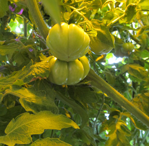 tomatoes-week10-002.jpg tomatoes-week10-2.jpg