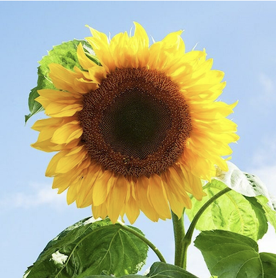 Mammoth Sunflowers